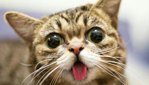 Покажи фото смешных котиков Покажи фото смешных котиков