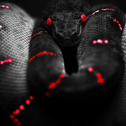 Аватарка змея фото Аватарка змея фото