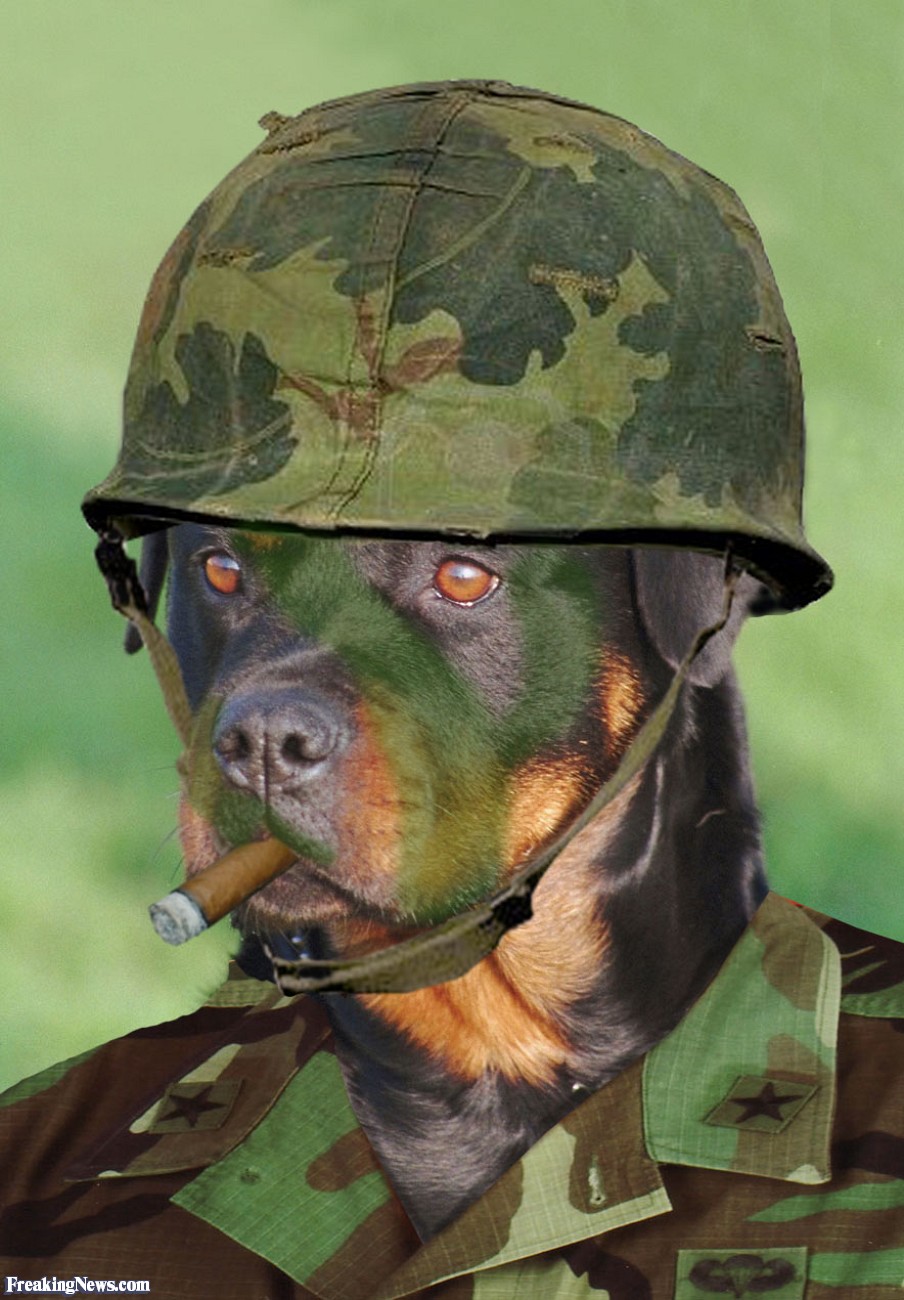 Смешная военная картинка. Собака в военной форме. Пес в военной форме. Собака в армейской форме. Собака в каске военной.