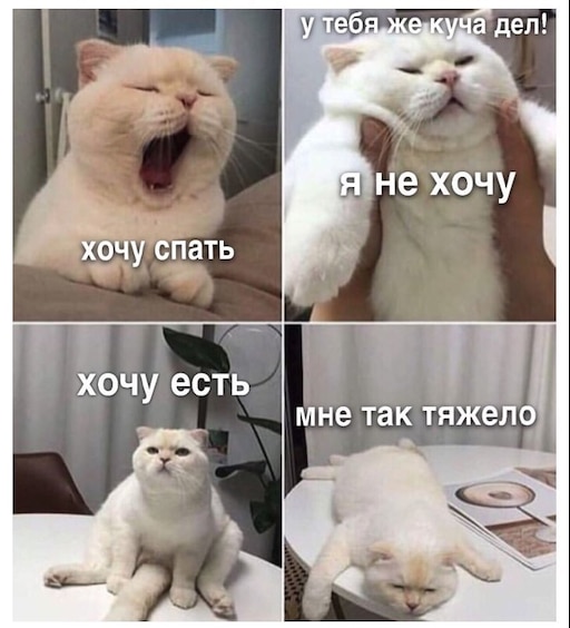 Мем с котом про сон Мем с котом про сон