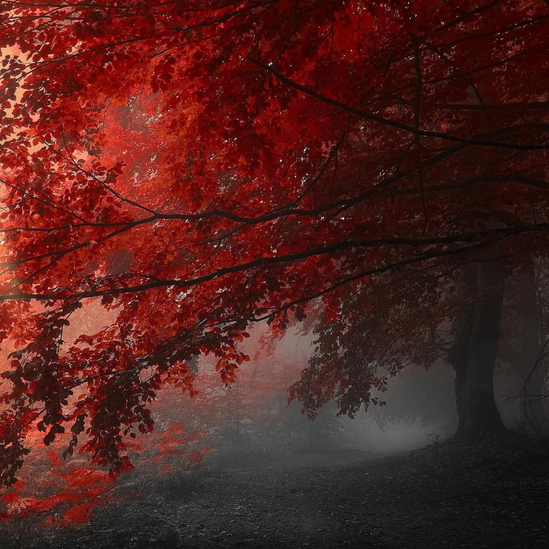 Autumn Trees