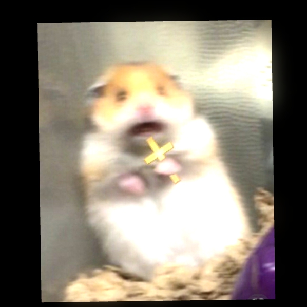 hamster scared