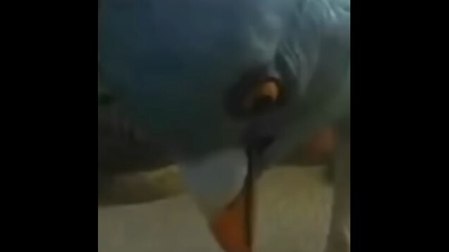 Steam Workshop Bonfire Meme