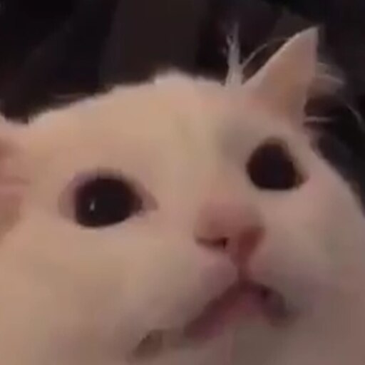 Мем с котом который мяукает Мем с котом который мяукает