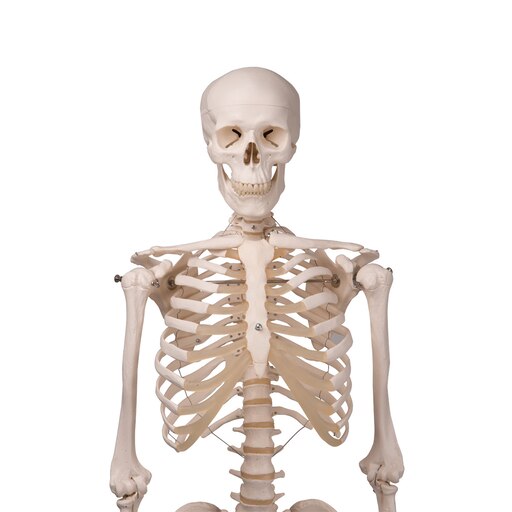 Скелет человека Stan 3b Scientific