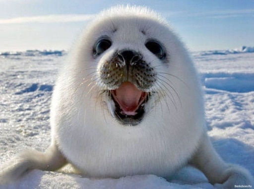 Морской котик фото белый Морской котик фото белый