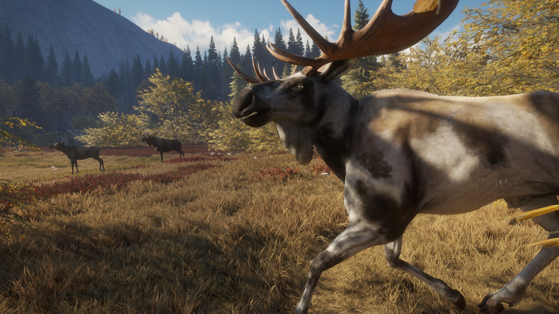diamond moose call of the wild
