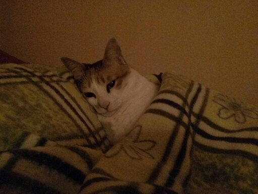 Мем с котом про сон Мем с котом про сон