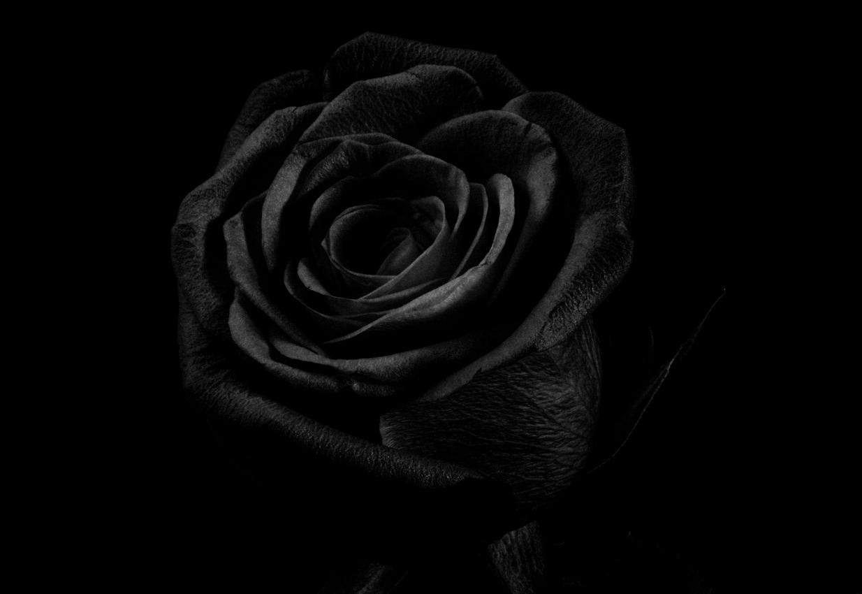Была б она черная. Черное на черном фоне. Красивый черный. Темные цветы.
