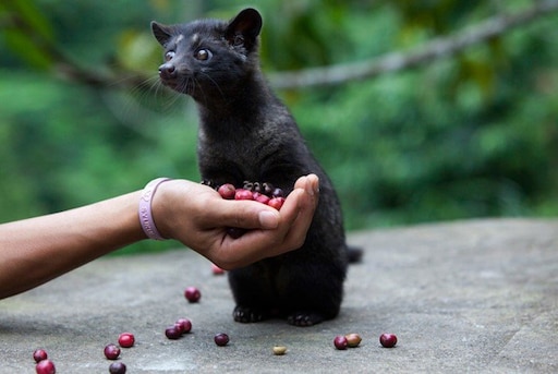 Мусанг животное фото Мусанг животное фото