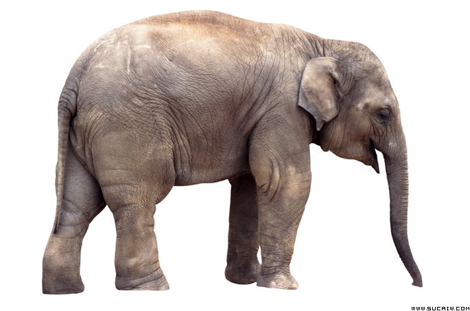 Steam Community 大象