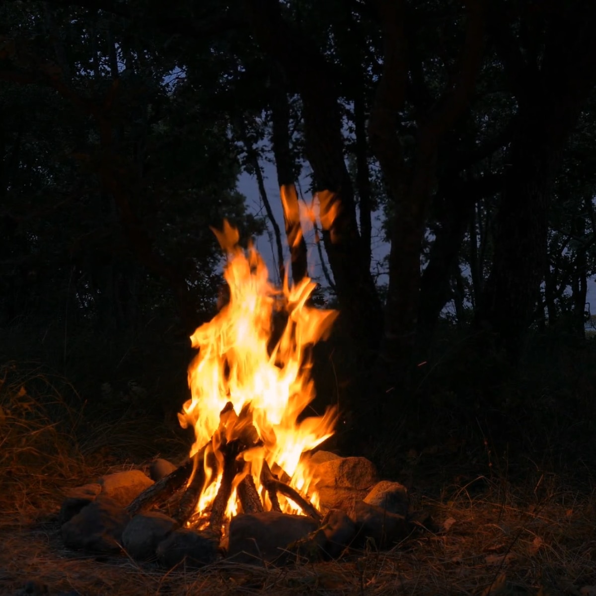 Camp Fire at Night in 4k