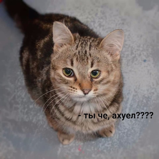 Как выглядят кошки дауны Как выглядят кошки дауны