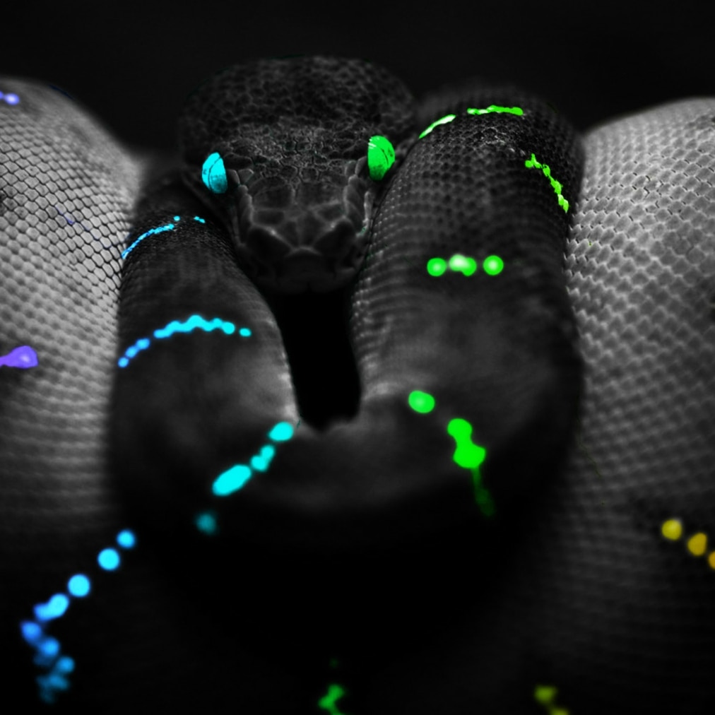 Hypno Snek