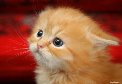 Милый рыжий котик фото Милый рыжий котик фото