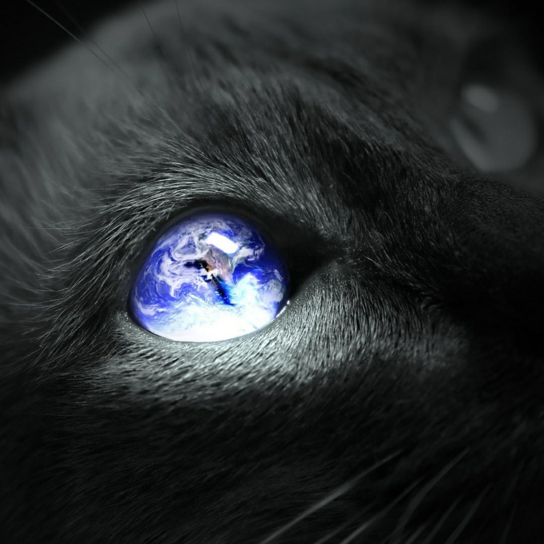 Earth Cat