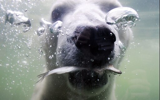 Прозрачные животные фото Прозрачные животные фото