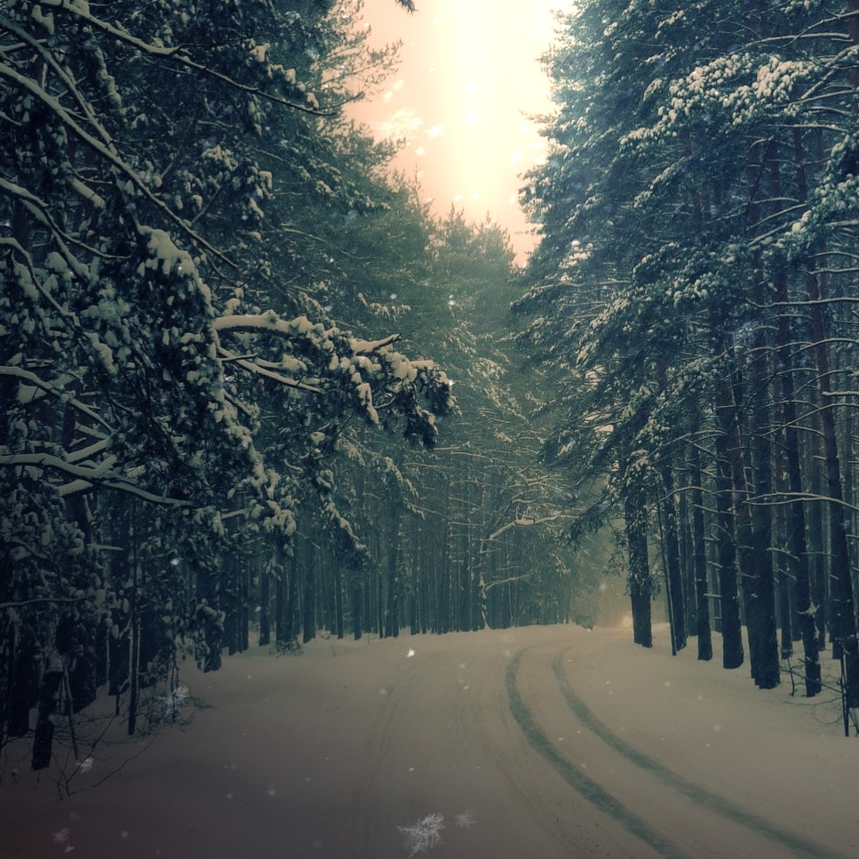 Forest Road in Winter