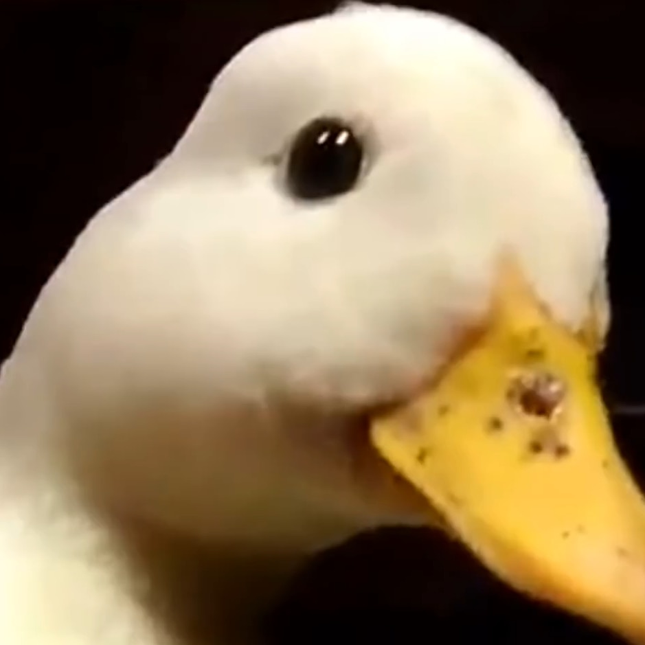 quack.mp4