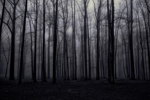 стим черный лес фото 105
