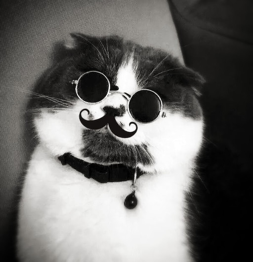 Авы с котами мемы Авы с котами мемы