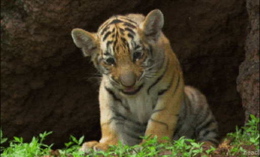 Анимация фото животных Анимация фото животных