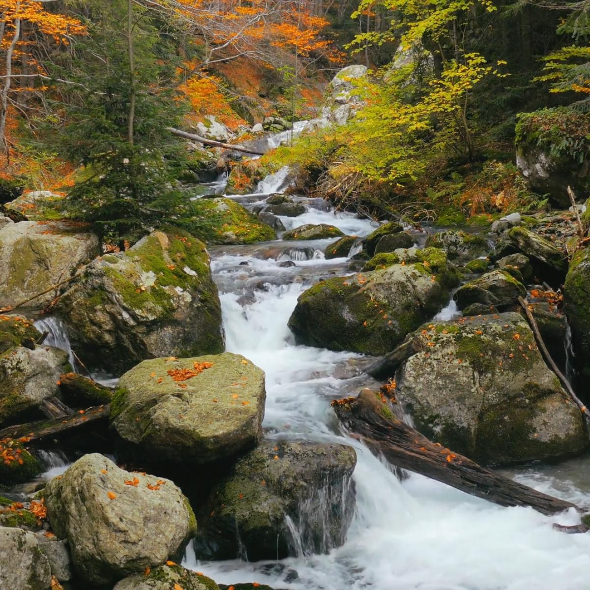 4k Autumn Forest Waterfall [4 minute loop, 1080p] | Wallpapers HDV