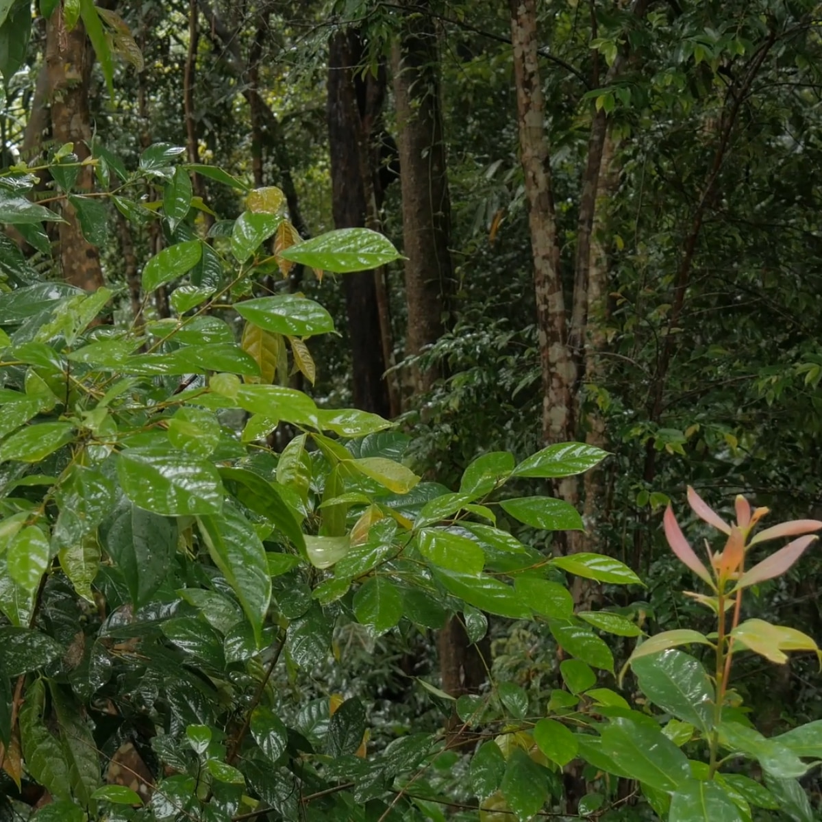 4k Tropical Rain on Wet Leaves [4 minute loop, 1080p]