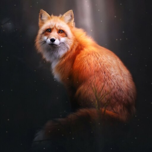 Лиса земли фото Лиса земли фото