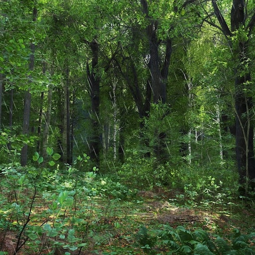 Лес заросли фото Лес заросли фото