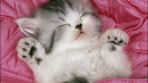 Включи пушистый рай. Спящие котята. Милые котики. Красивые котята. Милые спящие котята.