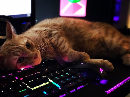 Котики фото на клавиатуру Котики фото на клавиатуру