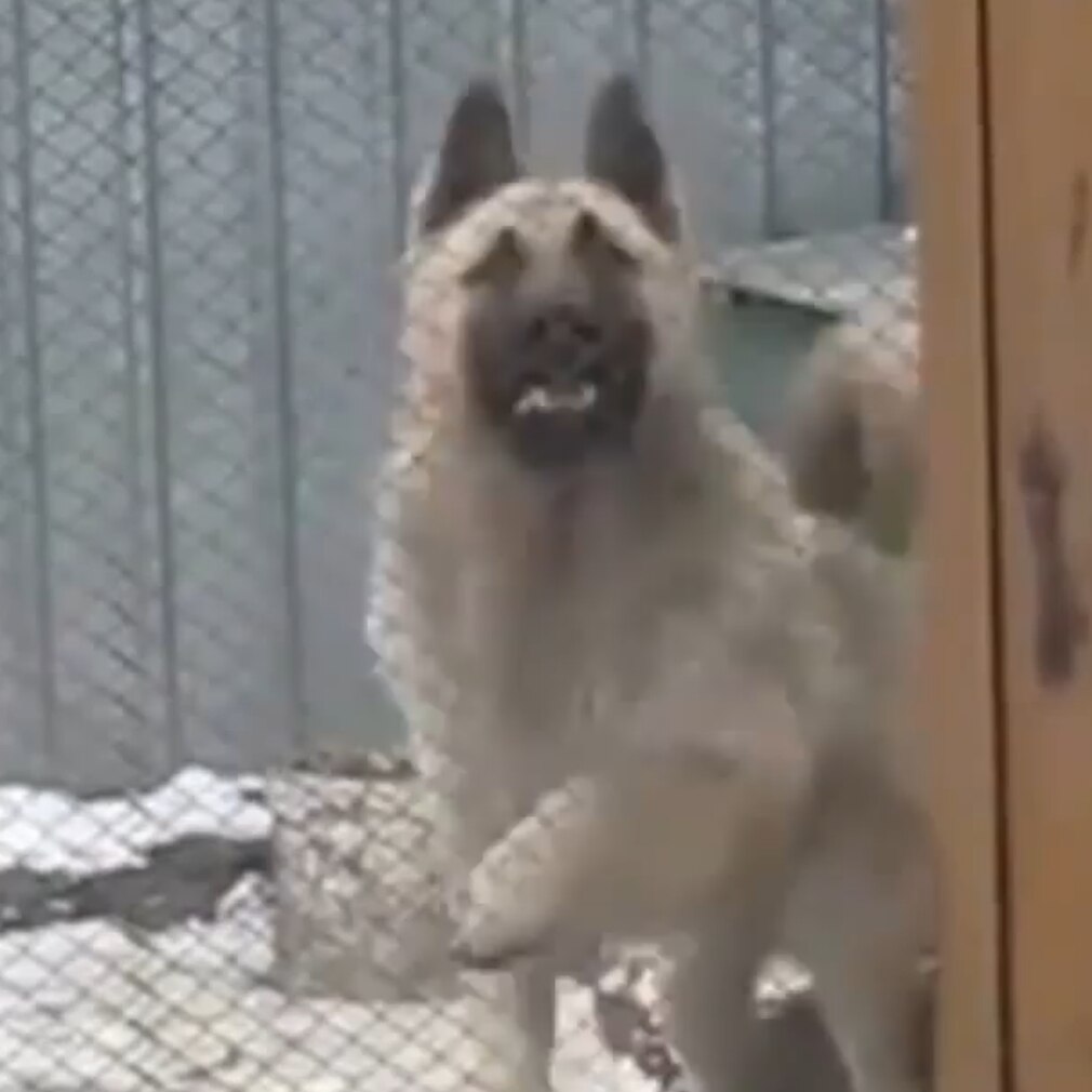 Dancing Dog