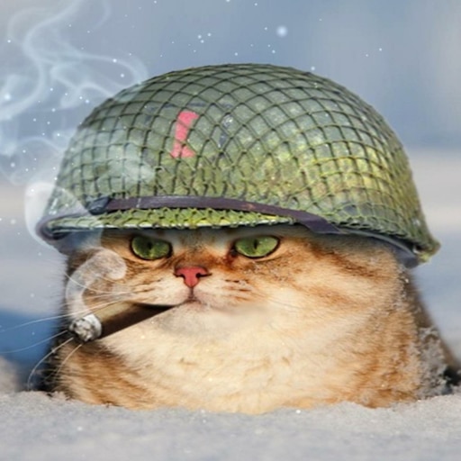 Мем с котом в каске Мем с котом в каске