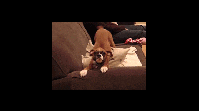 Funny Moving Wallpaper GIFs