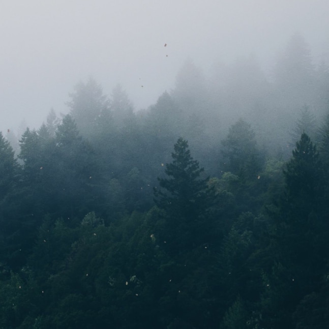 forest in fog