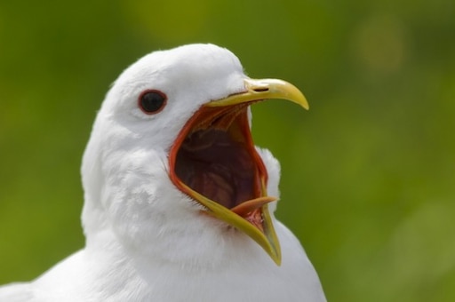 Кричащая птица фото Кричащая птица фото