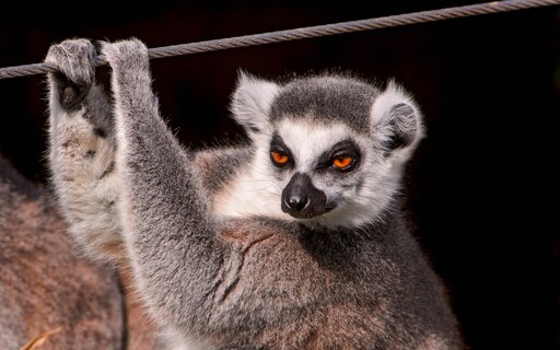 Лямур фото чебоксары Лямур фото чебоксары