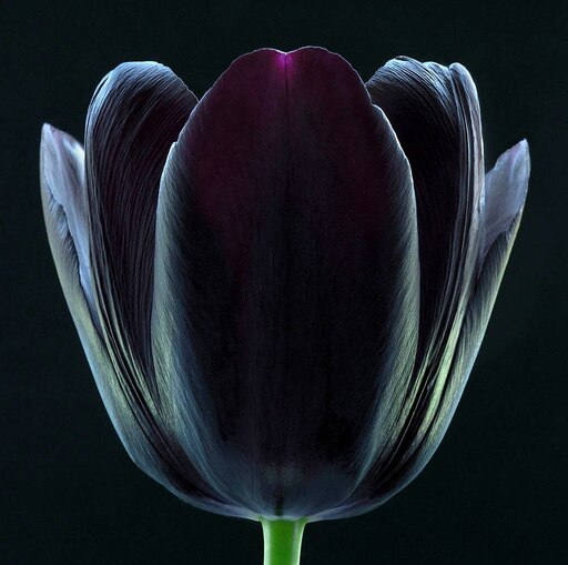 Про черный тюльпан. Тюльпан Блэк Бин. Тюльпан Король ночи. Тюльпан блэкджек. Black Tulip черный тюльпан.