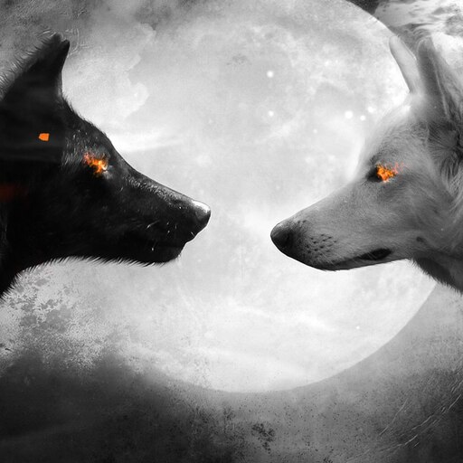 black and white wolf dog