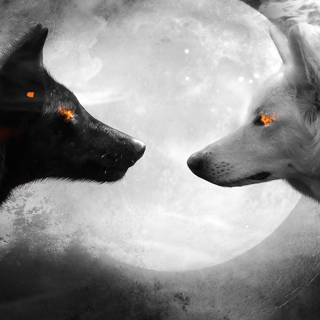 Black and white wolf