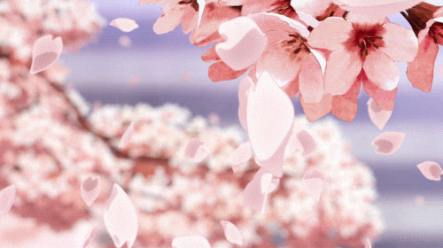 Steam Community :: :: Cherry Blossom