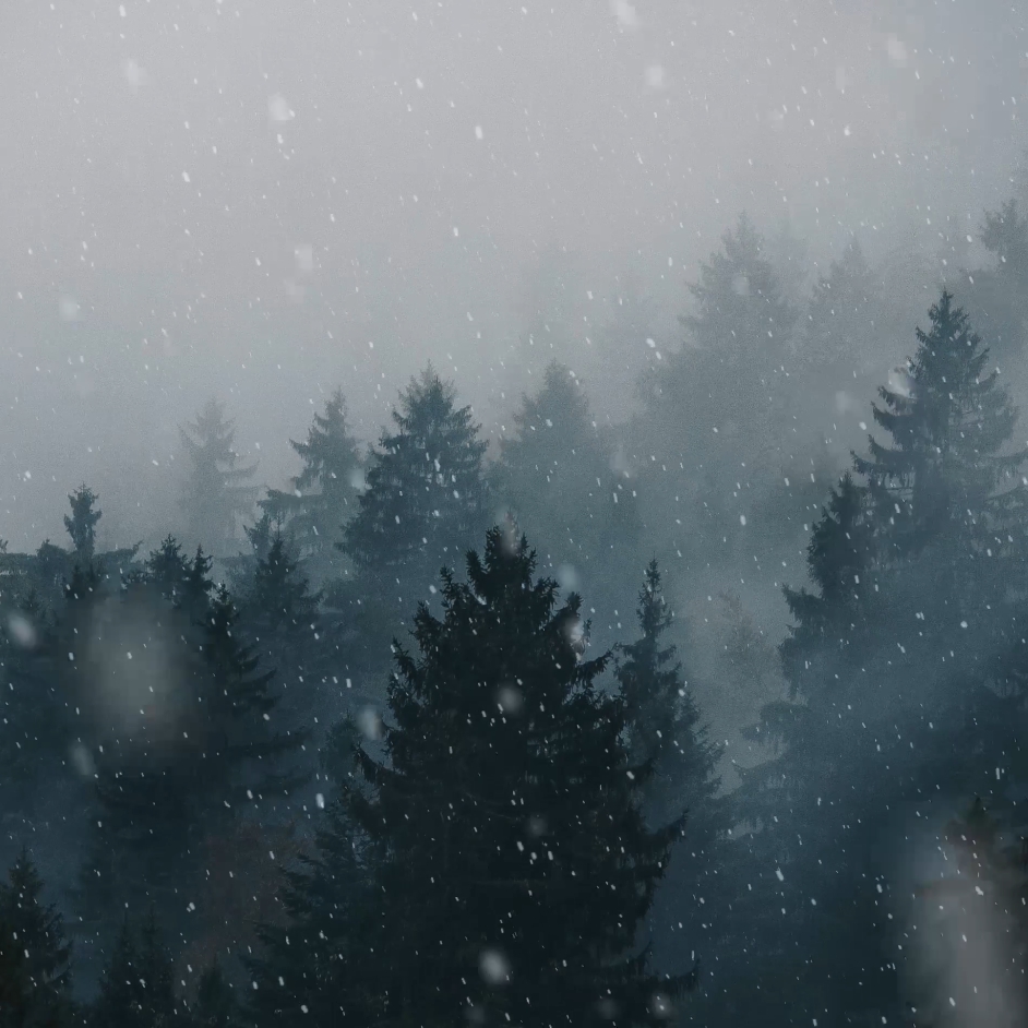 Featured image of post Snowy Forest Wallpaper Animated We ve gathered more than 5 million images