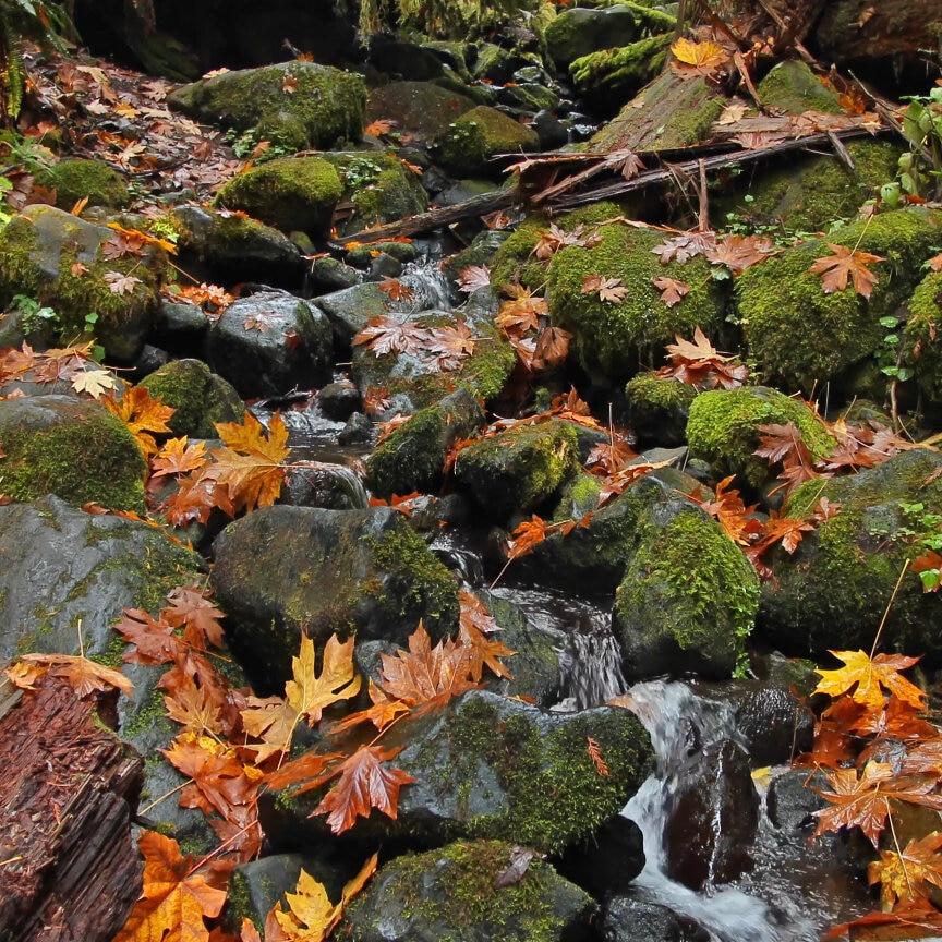 Oregon Creek 4K