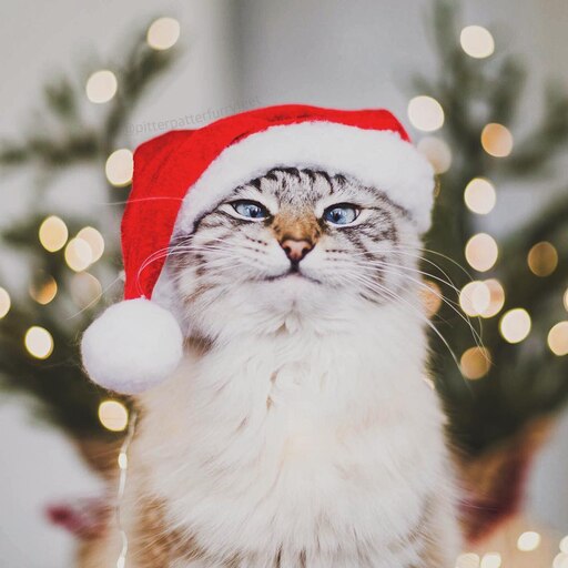 Котики новые фото Котики новые фото