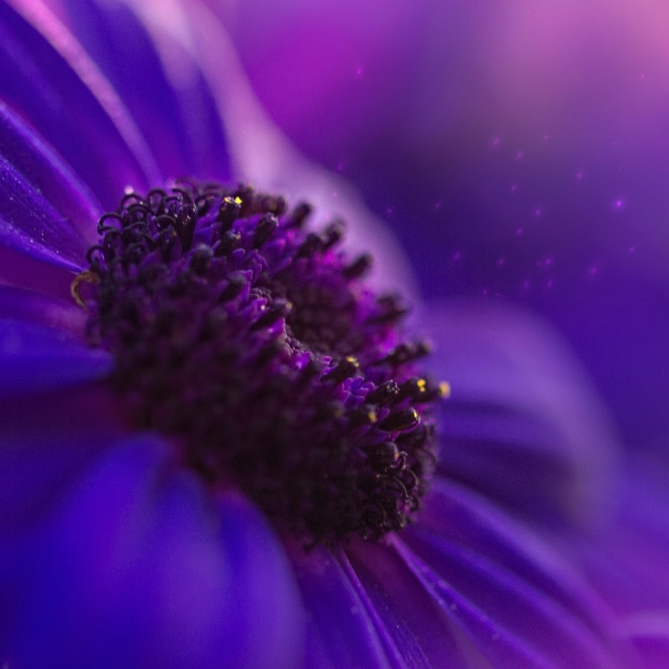 Macro photography - Purple Flower