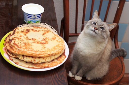 Мем с котом на стуле Мем с котом на стуле
