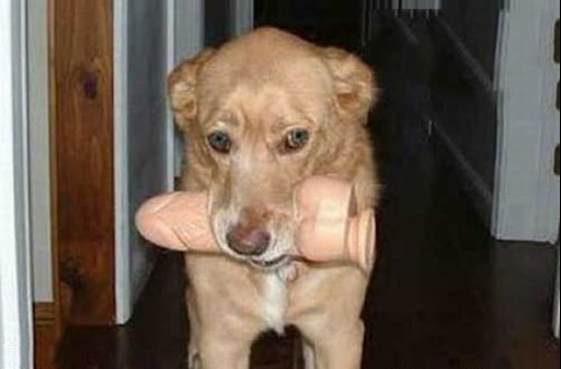 Откуда взялся мем собака с яблоком Откуда взялся мем собака с яблоком