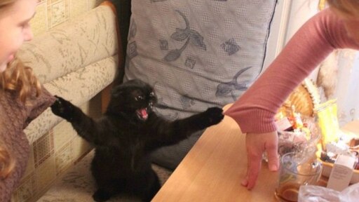 Кот держит собак мем Кот держит собак мем