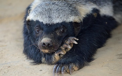 Медведь медоед фото Медведь медоед фото